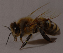 L’abeille à le bourdon