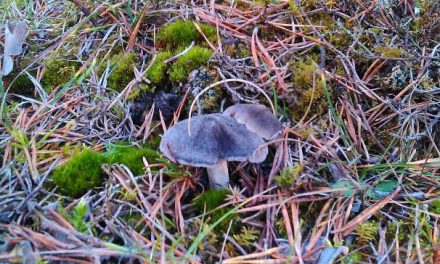 Etude sur les champignons contaminés, 30 ans après…