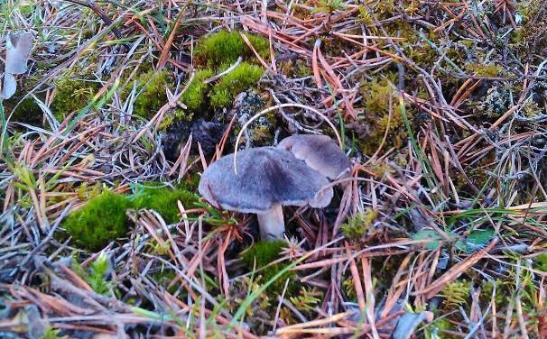 Etude sur les champignons contaminés, 30 ans après…