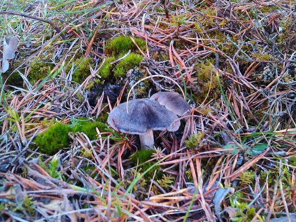 Etude sur les champignons contaminés, 30 ans après…