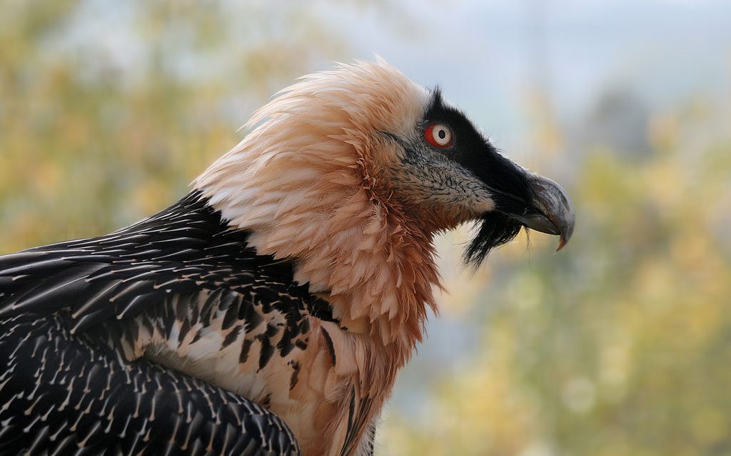 Réintroduction des animaux dans le Parc du Vercors