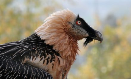 Réintroduction des animaux dans le Parc du Vercors