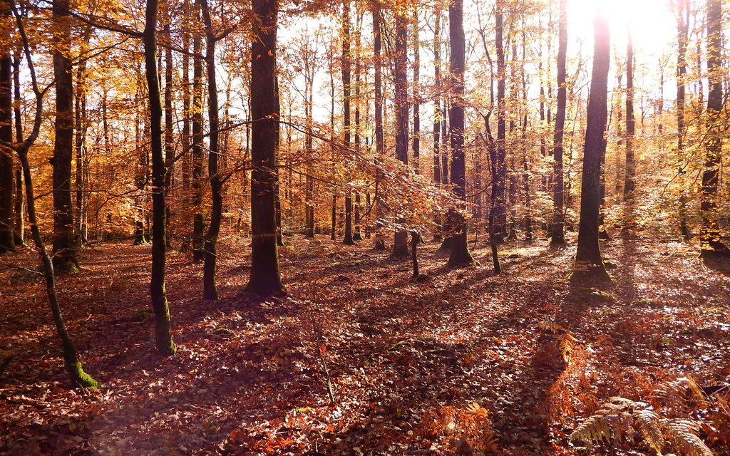 Le cor au fond des bois