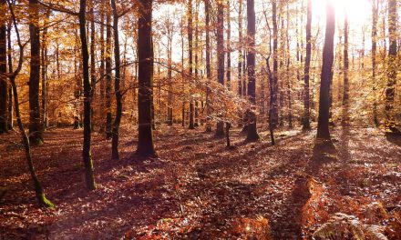 Le cor au fond des bois