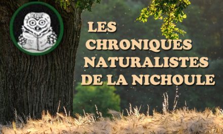 Chroniques naturalistes de la Nichoule – Janvier 2023