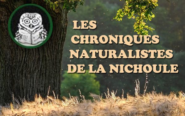 Les chroniques naturalistes de la Nichoule