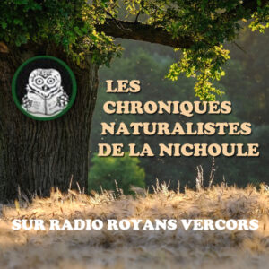 Chroniques naturalistes de la Nichoule – Novembre 2021