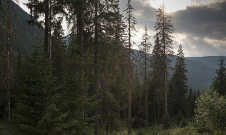 Forum “Forêt du Vercors et Changement climatique”