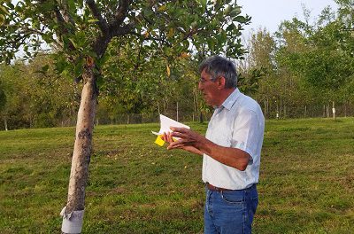 Fête de la pomme – Les fruits retrouvés