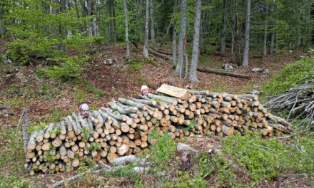 La charbonnière du Vercors