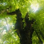 Sortie à la découverte du vegetal avec Cause aux Balcons