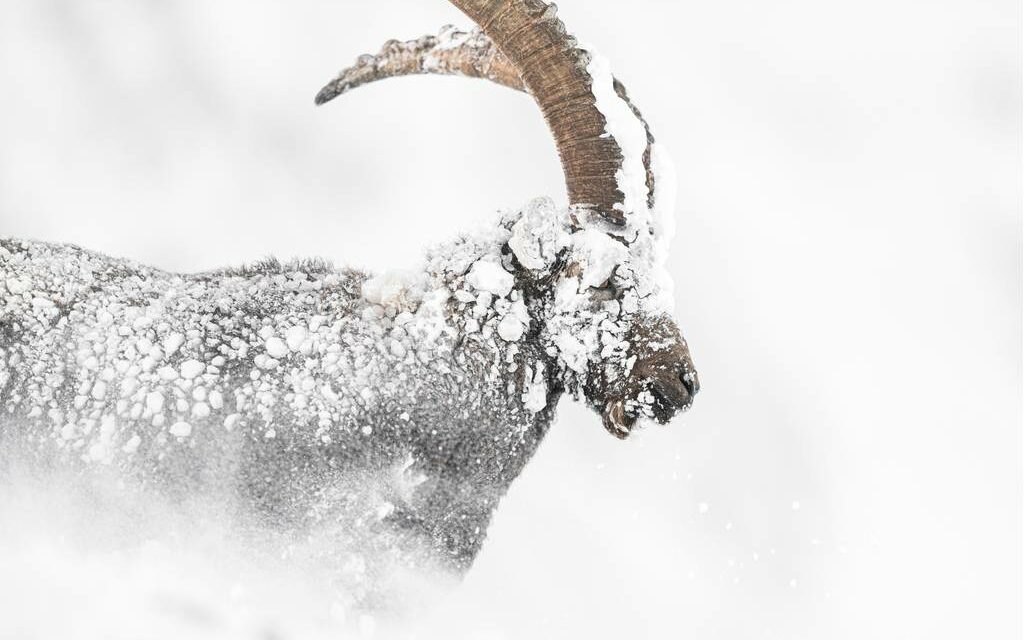 Rencontre avec le photographe naturaliste Luca Melcarne