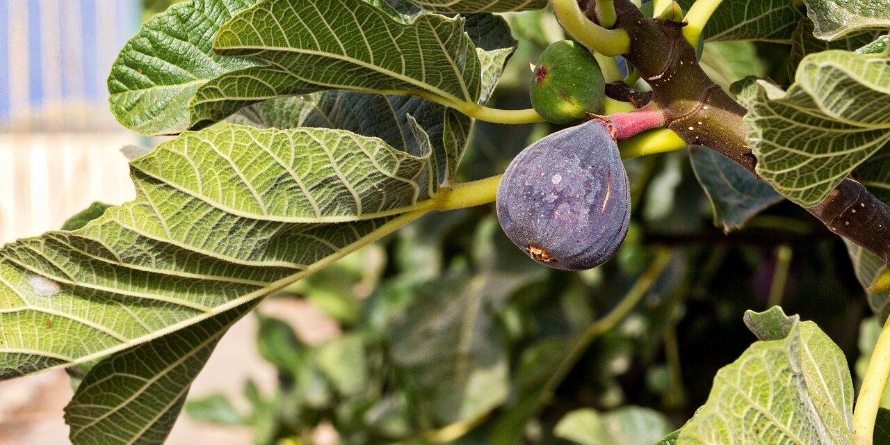 Brins de Jardin : le figuier