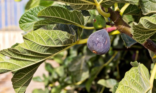 Brins de Jardin #20 : les arbres fruitiers