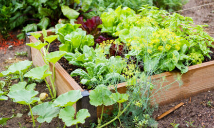 Brins de Jardin : que planter au potager ?