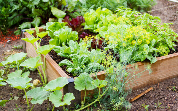 Brins de Jardin : que planter au potager ?