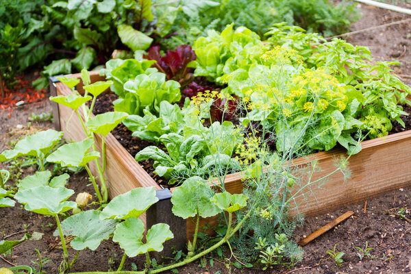 Brins de Jardin : que planter au potager ?