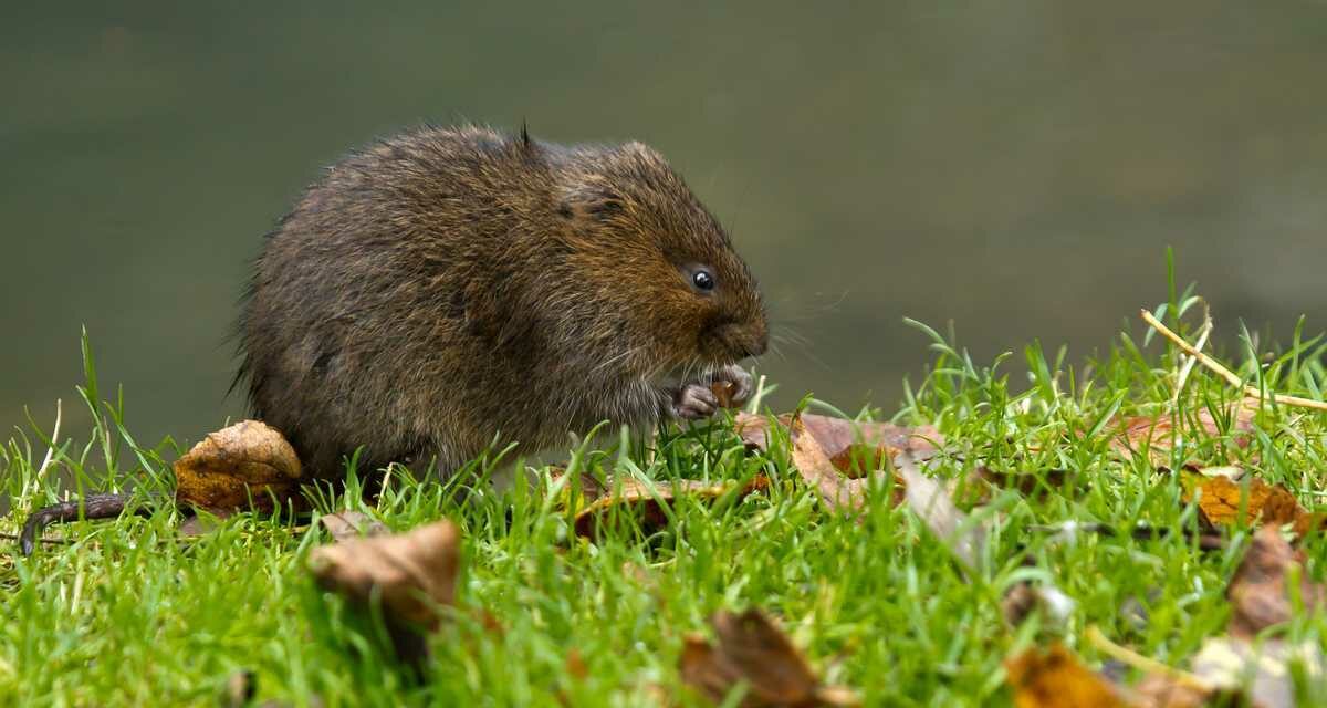 Brins de Jardin : le rat taupier