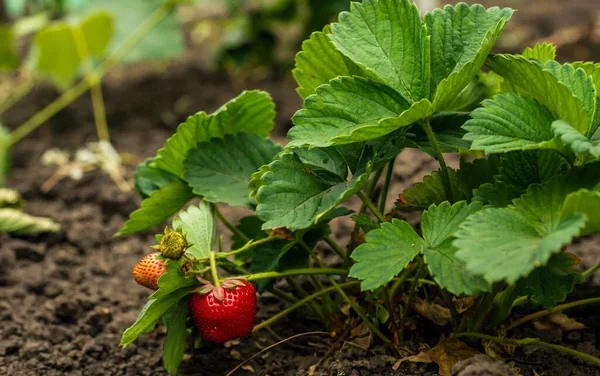Brins de Jardin #23 et #24 : haies vives et petits fruits