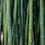 Brins de Jardin #9 : les bambous