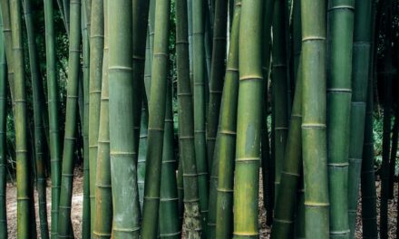 Brins de Jardin #9 : les bambous
