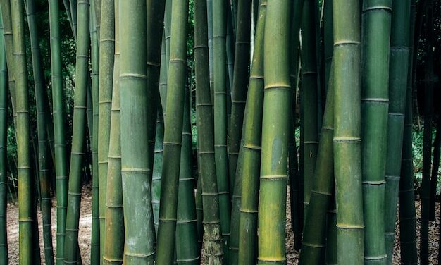 Brins de Jardin #9 : les bambous