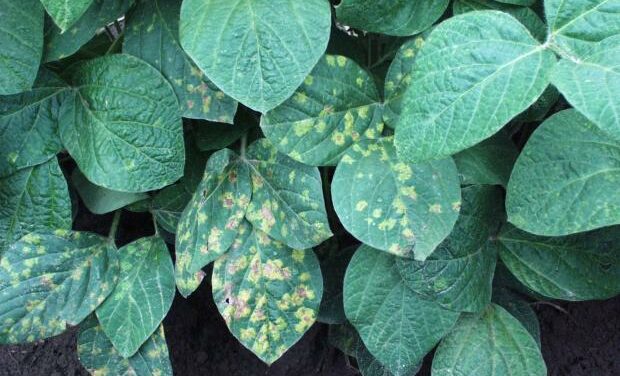 Brins de Jardin #15 : la lutte contre les maladies des végétaux