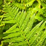 L’éclat des noctules #34: dans les bras des polypodes (érotisme des fougères)