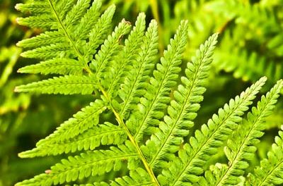 L’éclat des noctules #34: dans les bras des polypodes (érotisme des fougères)