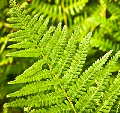 L’éclat des noctules #34: dans les bras des polypodes (érotisme des fougères)