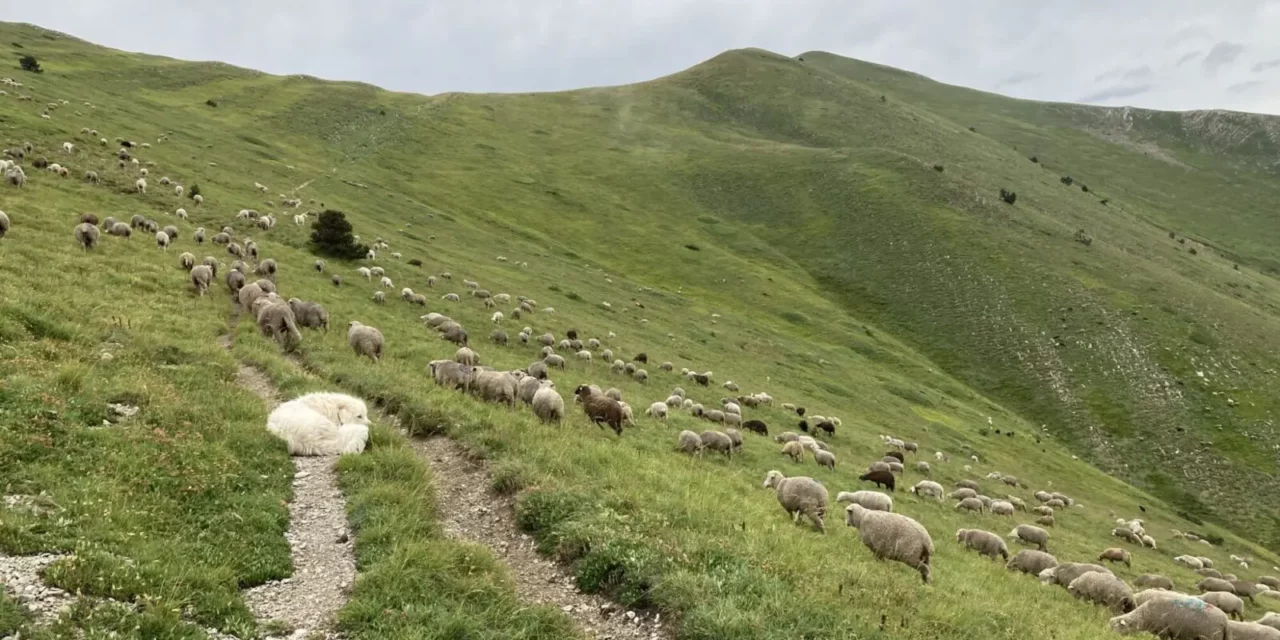 Comment se comporter face aux chiens de protection des troupeaux ?