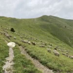 Comment se comporter face aux chiens de protection des troupeaux ?