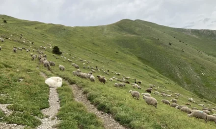 Comment se comporter face aux chiens de protection des troupeaux ?