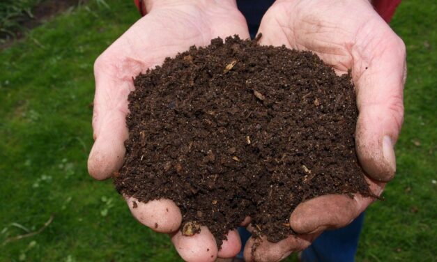 Le compost, ça sent mauvais et ça attire les rats ?!