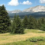 Forêts et changement climatique : le Parc anticipe avec le projet PREPFOREVER