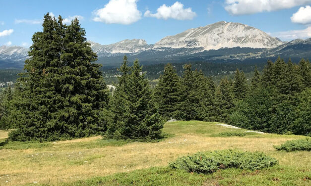 Forêts et changement climatique : le Parc anticipe avec le projet PREPFOREVER
