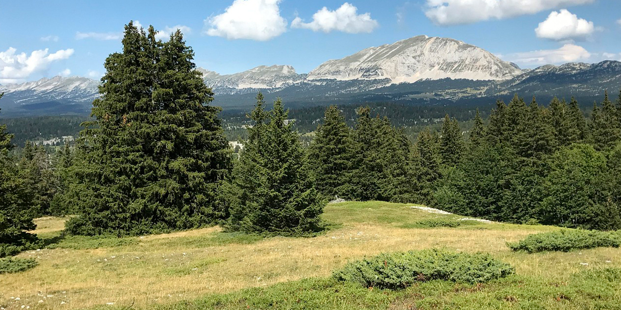 Forêts et changement climatique : le Parc anticipe avec le projet PREPFOREVER