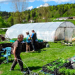 Les plants d’Adeline