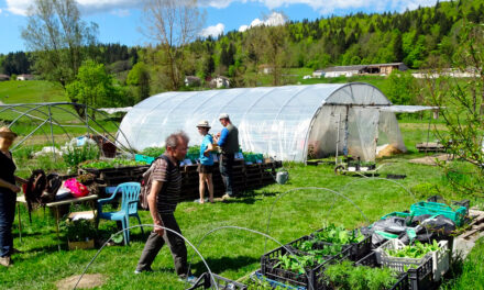 Les plants d’Adeline