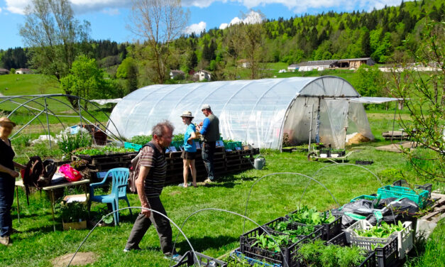 Les plants d’Adeline