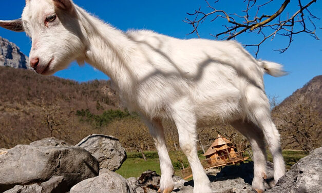 La Ferme de la Bicoque à Echevis