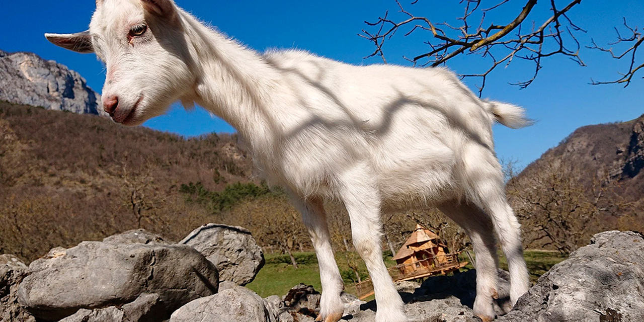 La Ferme de la Bicoque à Echevis